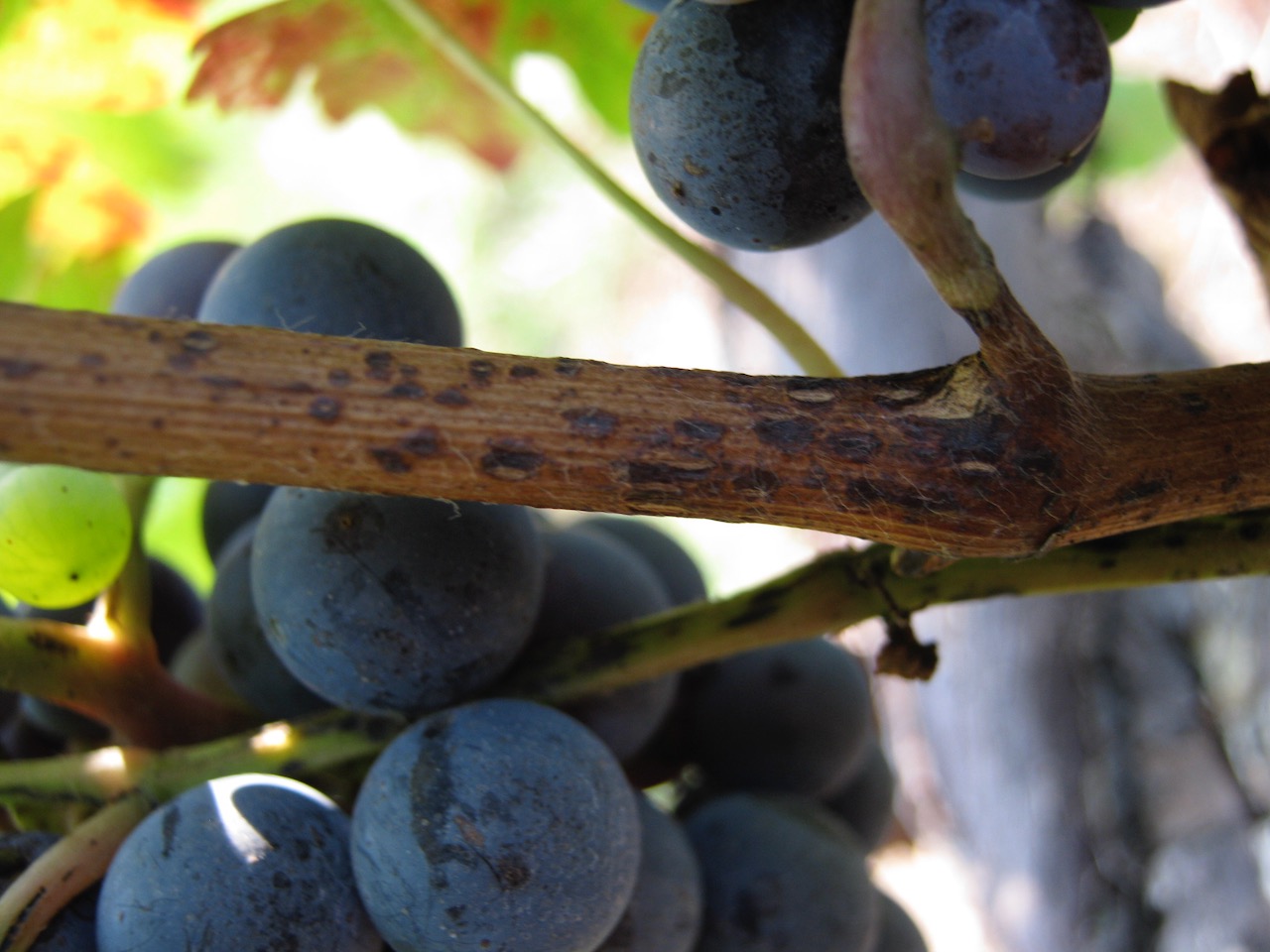 Early Season Grape Disease Management Reminders Virginia Grape