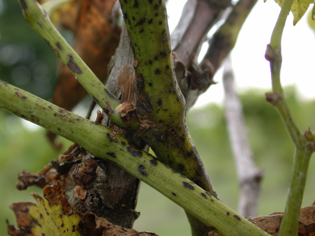 Reminders for early-season grape disease management – Virginia Grape ...