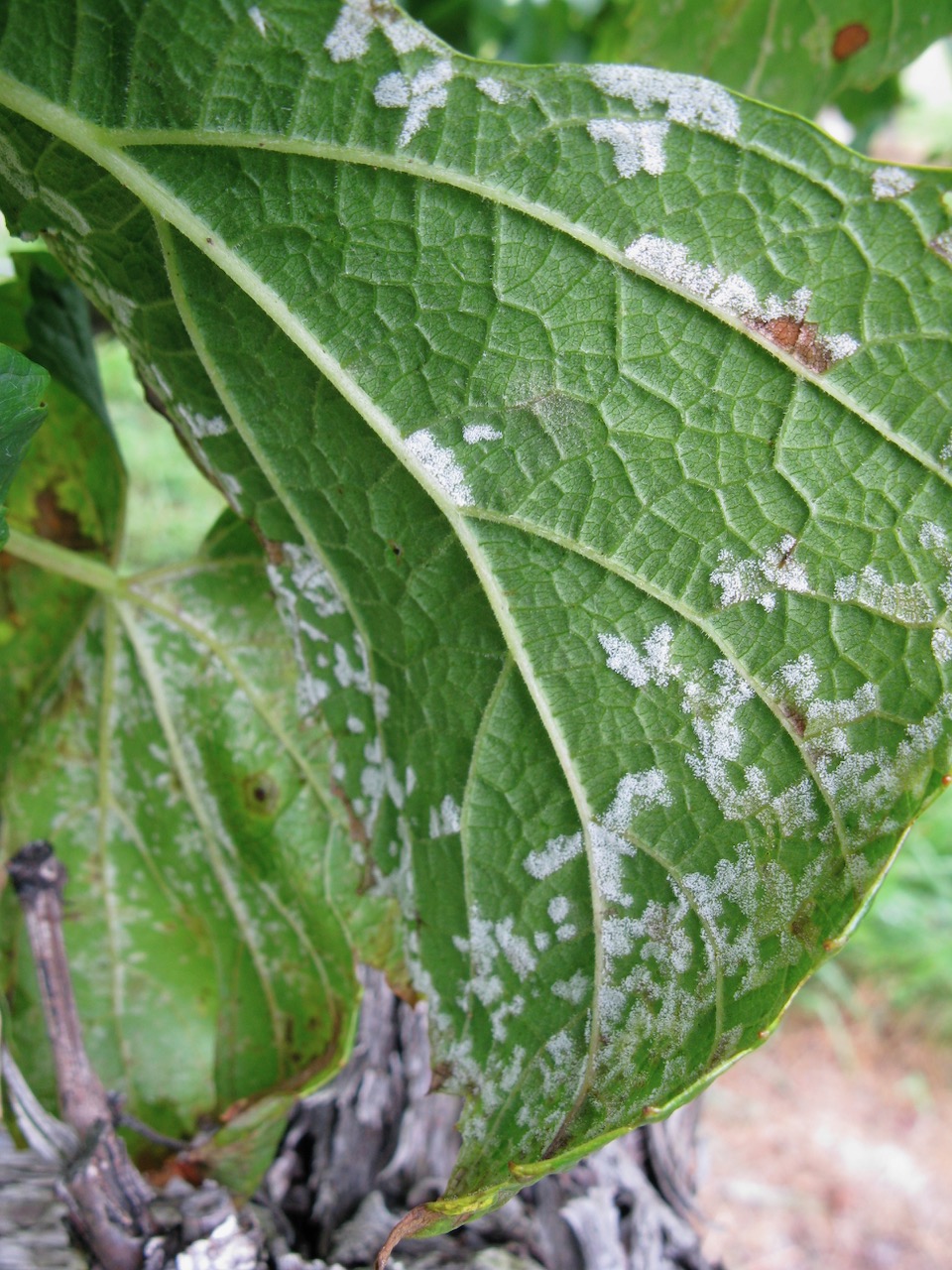 Reminders for early-season grape disease management – Virginia Grape