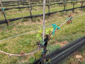grapevines with frost damage, click to enlarge