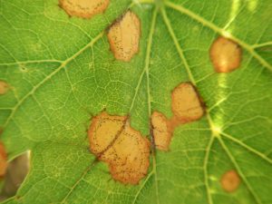 Grape black rot on the leaf surface