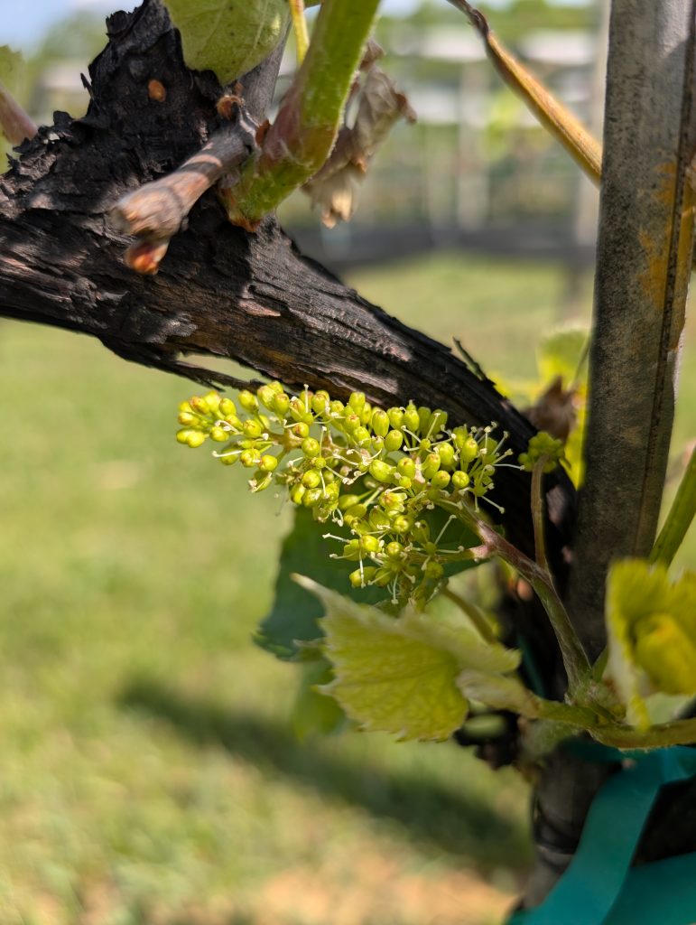 Flowers on Summerset grapes, May 4th, 2026