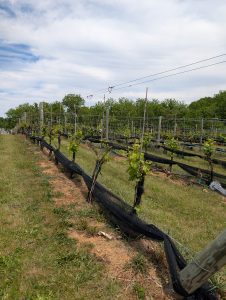 Chardonnay 5/11/2026